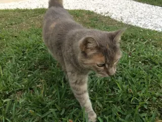 Kitty