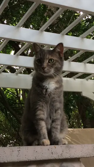 Kitty
