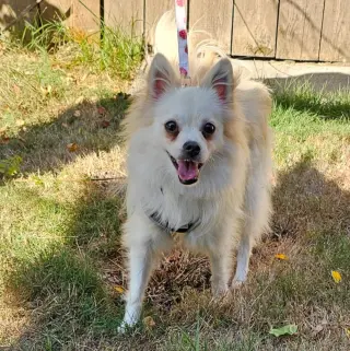 Enzo from Korea