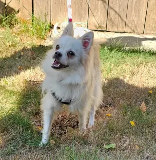 Enzo from Korea