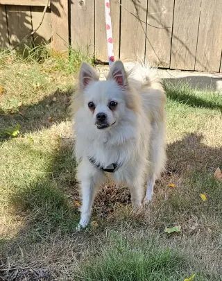 Enzo from Korea