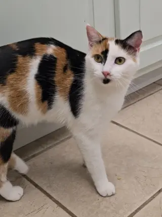 Pepper