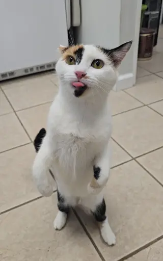 Pepper