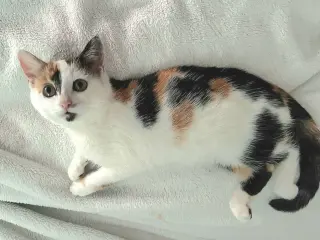 Pepper