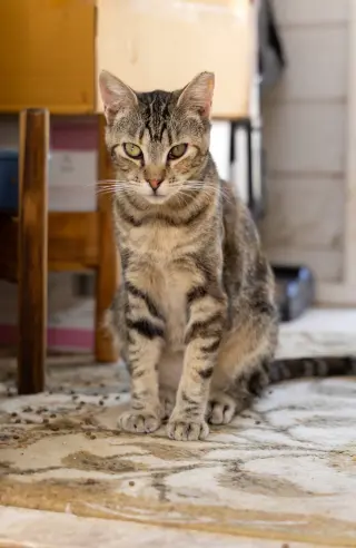 Suzi