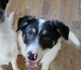 Toby