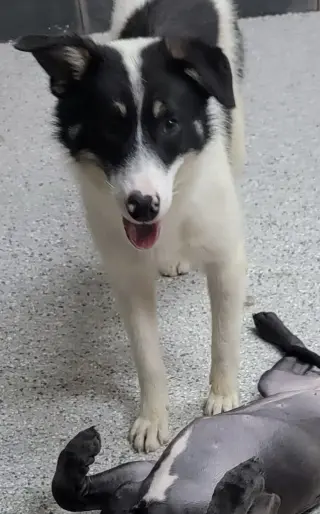 Toby