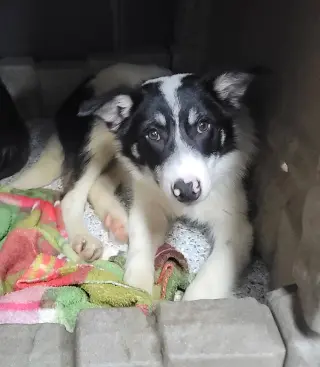 Toby