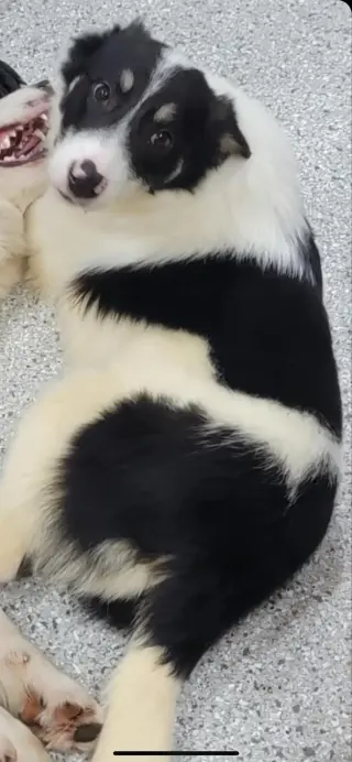 Toby