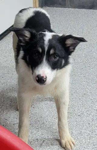 Toby