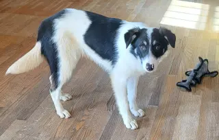 Toby
