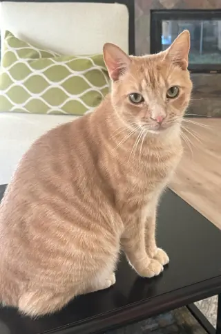 So So Cute Cooper