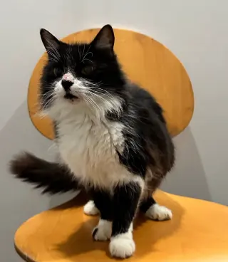 Beau