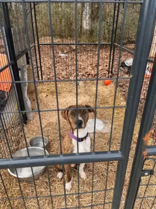 Rascal (Courtesy Post)