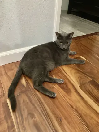 Ivan