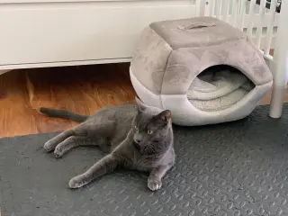 Ivan