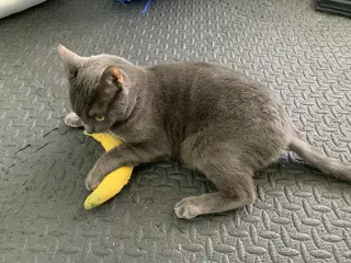 Ivan