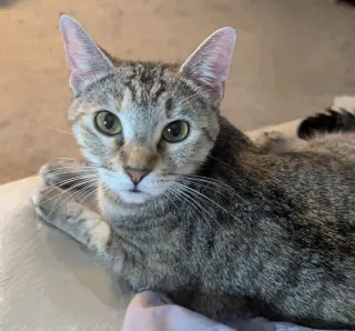 Margarita