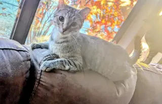 Margarita