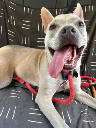 Victor