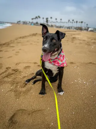Murphy