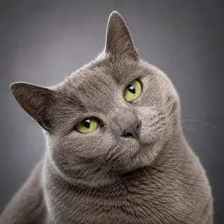 Stormy (FeLV+) (Foster Cat)