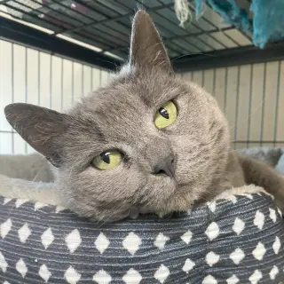 Stormy (FeLV+) (Foster Cat)