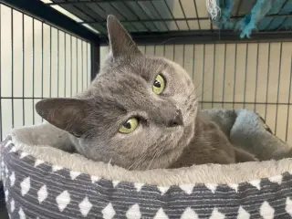 Stormy (FeLV+) (Foster Cat)