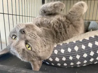 Stormy (FeLV+) (Foster Cat)