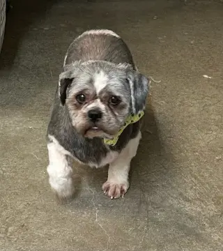 Prince