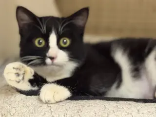 Samantha Napa Petco