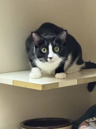 Samantha Napa Petco