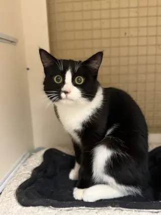 Samantha Napa Petco