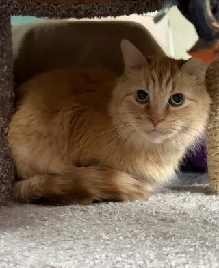Winston