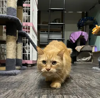 Winston