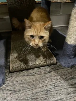 Winston