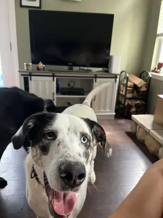 BISCUIT