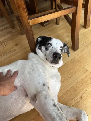BISCUIT