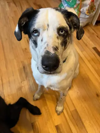 BISCUIT