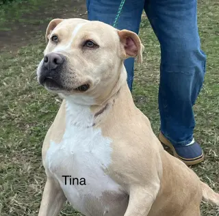 Tina