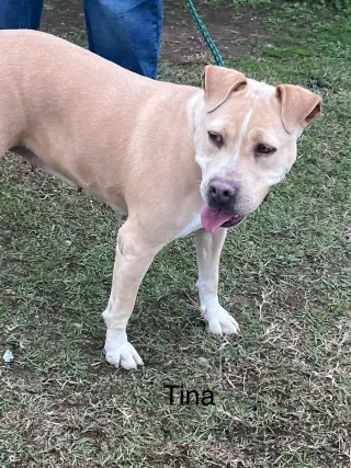 Tina