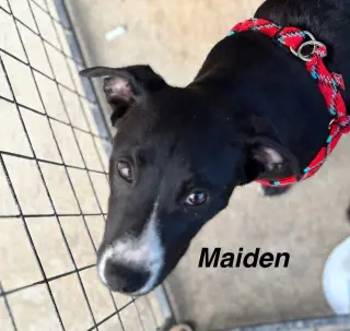 Maiden