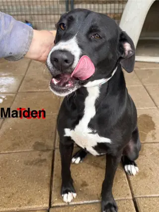 Maiden