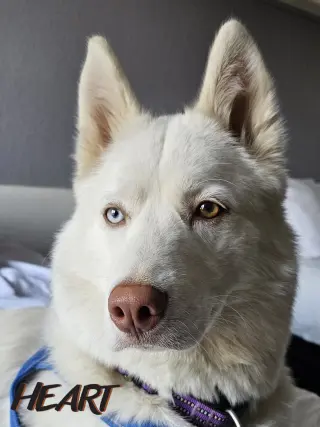 Asta