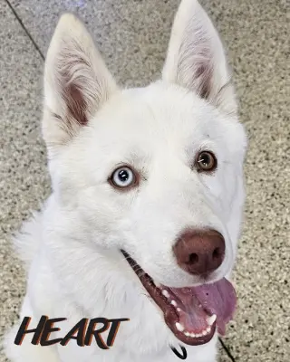 Asta