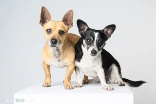 Bonded Pair - Ryver & Ryder