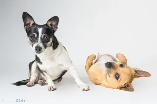 Bonded Pair - Ryver & Ryder