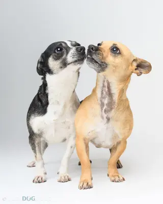 Bonded Pair - Ryver & Ryder