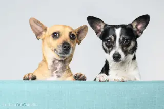 Bonded Pair - Ryver & Ryder