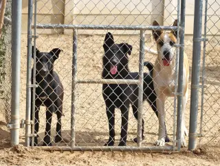 Amy March (Courtesy Post) - Foster or Adopt Me!